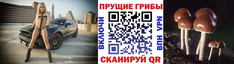 цена   Верхняя Салда  Галлюциногенные грибы GOLDEN TEACHER 